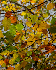 Beautiful beech forest with multicolored leaves in autumn.Mount Gorbea.Basque Country. Spain. Gorbea Natural Park. Natura 2000 Network