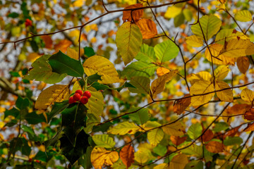 Beautiful beech forest with multicolored leaves in autumn.Mount Gorbea.Basque Country. Spain. Gorbea Natural Park. Natura 2000 Network