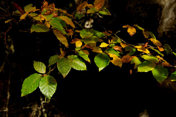 Beautiful beech forest with multicolored leaves in autumn.Mount Gorbea.Basque Country. Spain....