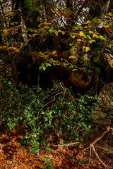 Beautiful beech forest with multicolored leaves in autumn.Mount Gorbea.Basque Country. Spain. Gorbea Natural Park. Natura 2000 Network