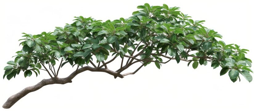 A tree with green leaves, specifically Polyscias Fabian or Araliaceae, displayed on a white background.