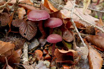 Mushrooms on leaves in beech forest in autumn.Gorbea natural park.Spain.