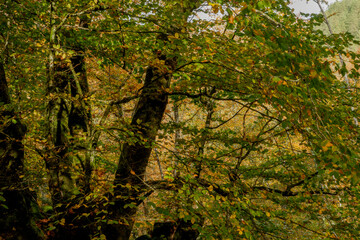 Beautiful beech forest with multicolored leaves in autumn.Mount Gorbea.Basque Country. Spain....