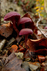 Mushrooms on leaves in beech forest in autumn.Gorbea natural park.Spain.
