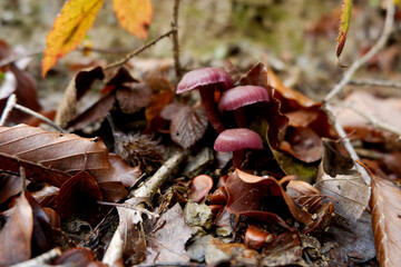 Mushrooms on leaves in beech forest in autumn.Gorbea natural park.Spain.