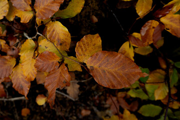 Beautiful beech forest with multicolored leaves in autumn.Mount Gorbea.Basque Country. Spain. Gorbea Natural Park. Natura 2000 Network