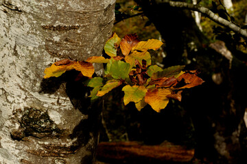 Beautiful beech forest with multicolored leaves in autumn.Mount Gorbea.Basque Country. Spain....