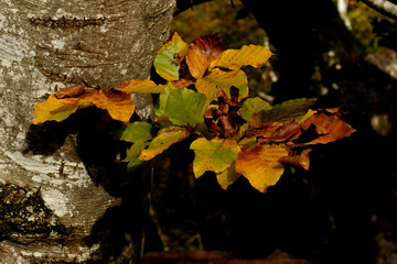 Beautiful beech forest with multicolored leaves in autumn.Mount Gorbea.Basque Country. Spain....