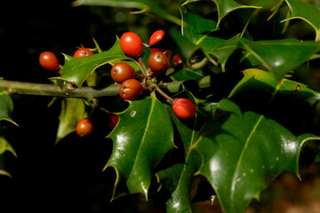 Holly trees with fruit in autumn in Monte Gorbea. Spain.close-up