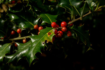 Holly trees with fruit in autumn in Monte Gorbea. Spain.close-up
