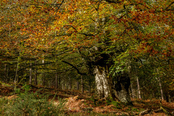 BEAUTIFUL IMAGE OF A COLORFUL BEECH TREE IN AUTUMN IN THE NATURAL PARK OF GORBEA.SPAIN.NATURA 2000 NETWORK