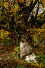 BEAUTIFUL IMAGE OF A COLORFUL BEECH TREE IN AUTUMN IN THE NATURAL PARK OF GORBEA.SPAIN.NATURA 2000 NETWORK
