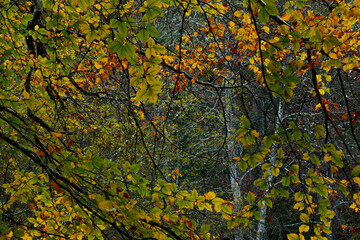 Beautiful beech forest with multicolored leaves in autumn.Mount Gorbea.Basque Country. Spain. Gorbea Natural Park. Natura 2000 Network