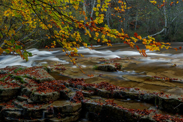 BEAUTIFUL IMAGE OF A STREAM IN A COLORFUL BEECH TREE IN AUTUMN IN THE NATURAL PARK OF GORBEA.SPAIN.NATURA 2000 NETWORK