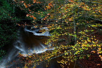 BEAUTIFUL IMAGE OF A STREAM IN A COLORFUL BEECH TREE IN AUTUMN IN THE NATURAL PARK OF GORBEA.SPAIN.NATURA 2000 NETWORK