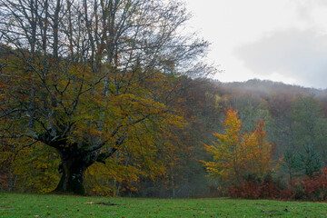 BEAUTIFUL IMAGE OF A COLORFUL BEECH TREE IN AUTUMN IN THE NATURAL PARK OF GORBEA.SPAIN.NATURA 2000...