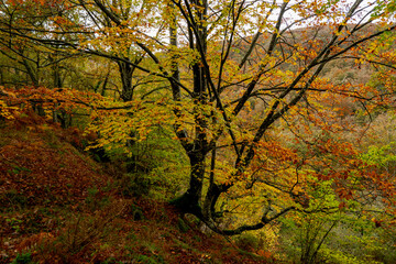 BEAUTIFUL IMAGE OF A COLORFUL BEECH TREE IN AUTUMN IN THE NATURAL PARK OF GORBEA.SPAIN.NATURA 2000 NETWORK