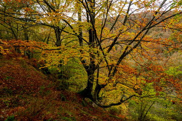 BEAUTIFUL IMAGE OF A COLORFUL BEECH TREE IN AUTUMN IN THE NATURAL PARK OF GORBEA.SPAIN.NATURA 2000...