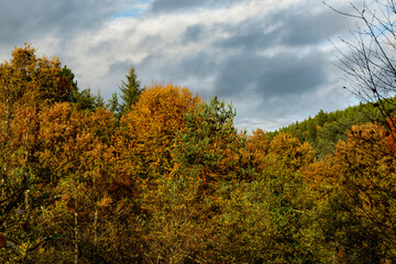 BEAUTIFUL IMAGE OF A COLORFUL BEECH TREE IN AUTUMN IN THE NATURAL PARK OF GORBEA.SPAIN.NATURA 2000 NETWORK