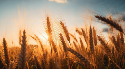 Close-up of ripe golden wheat.Golden wheat field in summer	