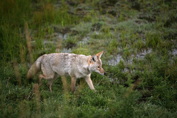 Naklejka na ściany i meble Coyote Hunting in Green Grass at Dawn