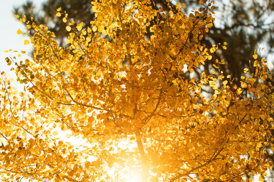 Sunlight dances through the golden fall Aspen leaves