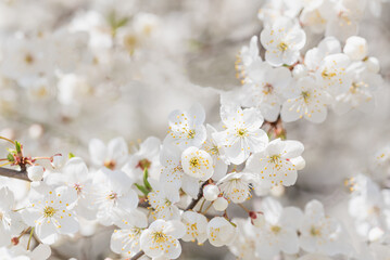 Spring background with white blossoms and sunbeamson Branches of blossoming cherry macro with soft focus background. Easter and spring greeting cards. Springtime