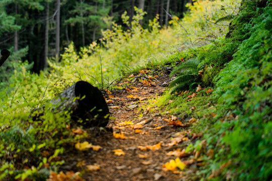 Hiking trail through the forest.