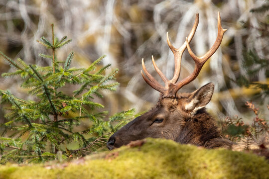 Bull elk watching and resting in the woods