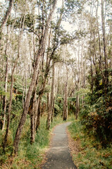 Fototapeta premium path in the forest, Hawaii