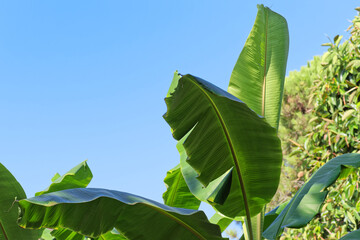 Tropical banana palm leaves against clear blue sky - 725922001