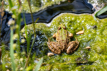 Rana a brodo del fiume al Parco Nazionale di Krka in Croazia