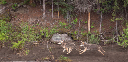 Coyote Play Chase