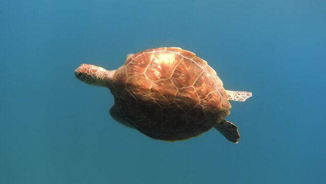 Sea turtle fast swimming in the blue sea