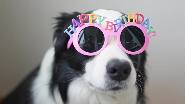 Happy Birthday party concept. Funny cute puppy dog border collie wearing birthday silly eyeglasses isolated on white background. Pet dog on Birthday day. Preparation for party
