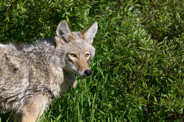 Fototapeta premium Coyote in Green Grass