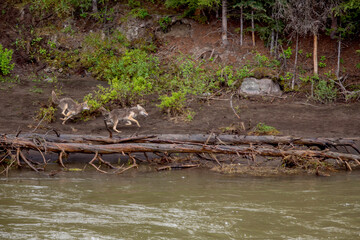 2 coyotes play chase