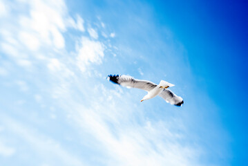 Seagulls in flight in the port - 725925236