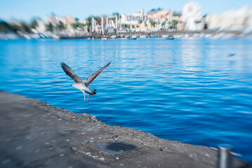 Seagulls in flight in the port - 725925273