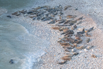 grey seals on the beach 