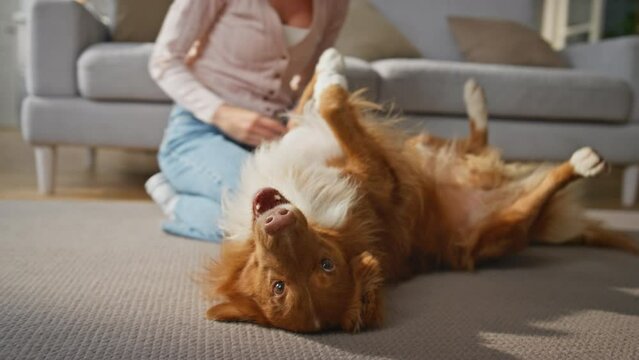 Playful dog lying carpet playing with loving woman close up. Pet having fun home