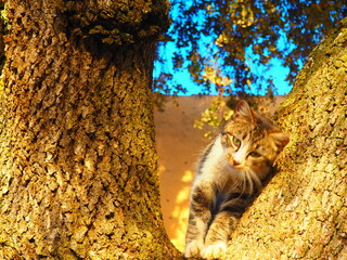 White and gray kitten watching while perched on a tree