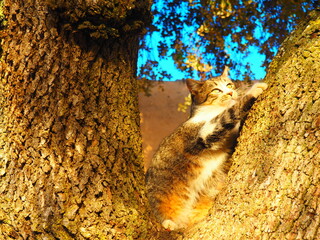 White and gray kitten watching while perched on a tree
