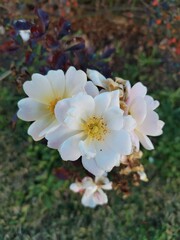 A group of white flowers