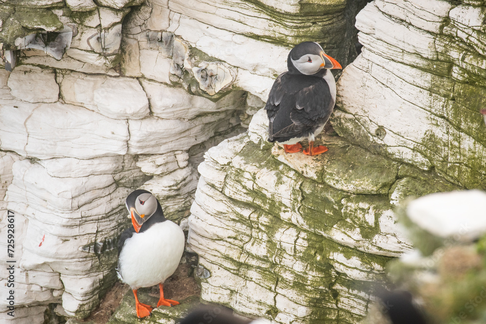 Wall mural puffins on the cliff