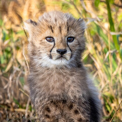 Cute Baby Cheetah Cub in Africa