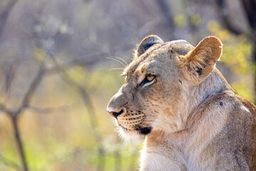 Closeup Female Lioness in South Africa