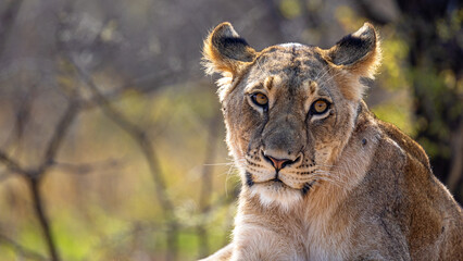 Closeup Female Lioness Looking at Camera
