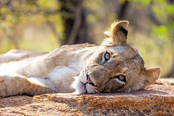 Closeup Lioness Lying Down Looking at Camera
