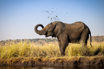Elephant Cooling Off With Mud